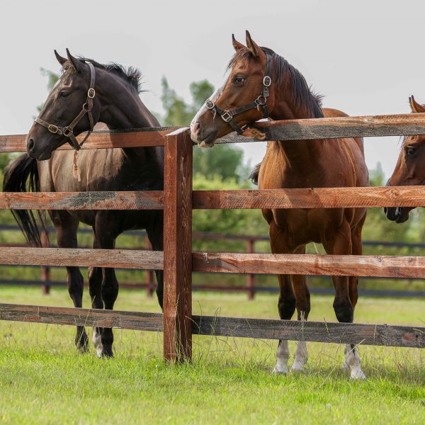 post & rail with horses behind the fence